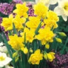 Narcissus Golden Ducat 12-14cm Daffodil Golden Ducat 1 Narcissus Golden Ducat 12-14cm Daffodil Golden Ducat -Plant Flower Store Narcissi Golden Ducat 0000161 90766.1623343133