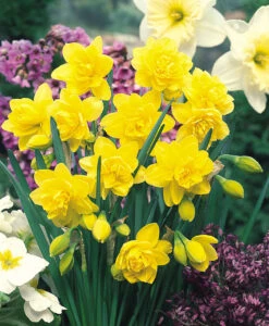 Narcissus Golden Ducat 12-14cm Daffodil Golden Ducat