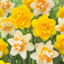 Narcissus Heamoor 12/14cm Daffodil Heamoor 6 Narcissus Heamoor 12/14cm Daffodil Heamoor -Plant Flower Store Narcissi Heamoor 0013039 2 94545.1624540625