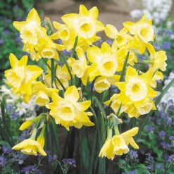 Narcissus Hillstar 10-12cm Daffodil Hillstar 6 Narcissus Hillstar 10-12cm Daffodil Hillstar -Plant Flower Store Narcissi Hillstar 0013666 2 68998.1624539852