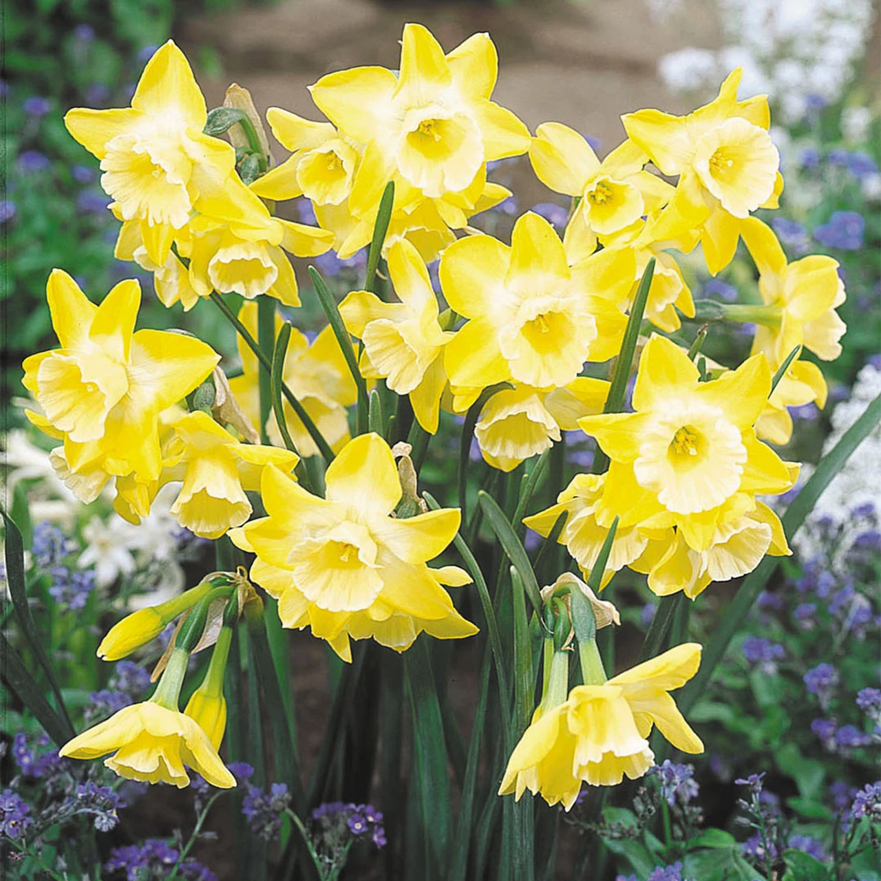 Narcissus Hillstar 10-12cm Daffodil Hillstar 4 Narcissus Hillstar 10-12cm Daffodil Hillstar - Image 2