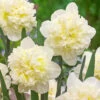 Narcissus Ice King 12-14cm Daffodil Ice King -Plant Flower Store Narcissi Ice King 0000163 22238.1628847346