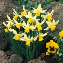 Narcissus Jack Snipe 10-12cm Daffodil Jack Snipe -Plant Flower Store Narcissi Jack Snipe 0000133 2 07282.1655891845