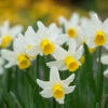 Narcissus Jack Snipe 10-12cm Daffodil Jack Snipe -Plant Flower Store Narcissi Jack Snipe 0000133 3 49112.1655891846