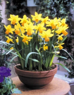 Narcissus Jetfire 10/12cm Daffodil Jetfire -Plant Flower Store Narcissi Jetfire 10 11cm 0000135 2 91747.1639993479