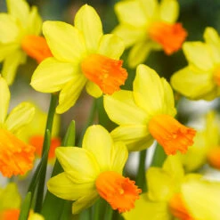 Narcissus Jetfire 10/12cm Daffodil Jetfire -Plant Flower Store Narcissi Jetfire 10 11cm 0000135 3 28106.1639993480