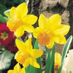 Narcissus Jetfire 10/12cm Daffodil Jetfire -Plant Flower Store Narcissi Jetfire 10 11cm 0000135 4 44618.1639993480