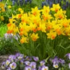 Narcissus Jetfire 10/12cm Daffodil Jetfire -Plant Flower Store Narcissi Jetfire 10 11cm 0000135 58401.1639993479