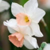 Narcissus Bell Song Jonquilla 10-12cm Daffodil Jonquilla Bellsong -Plant Flower Store Narcissi Jonquilla Bellsong 0000185 4 73540.1657873995