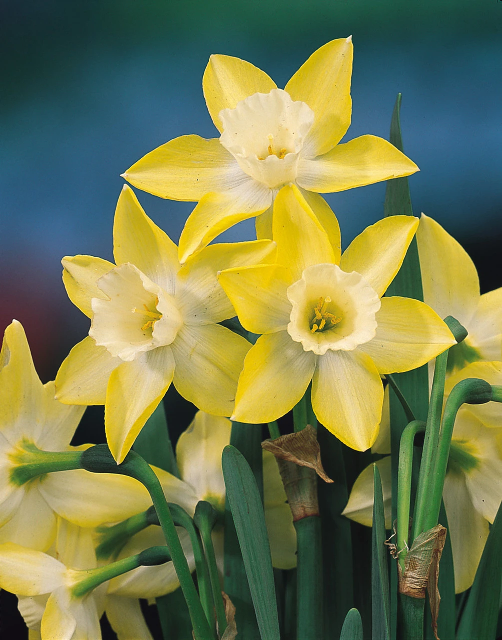 Narcissus Pipit (Jonquilla) 10-12cm Daffodil Jonquilla Pipit 4 Narcissus Pipit (Jonquilla) 10-12cm Daffodil Jonquilla Pipit - Image 2