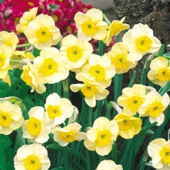 Narcissus Sundisc 10/12cm Daffodil Jonquilla Sundisc -Plant Flower Store Narcissi Jonquilla Sundisc 0000194 2 40303.1655129670