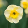 Narcissus Sundisc 10/12cm Daffodil Jonquilla Sundisc -Plant Flower Store Narcissi Jonquilla Sundisc 0000194 3 94054.1655892511