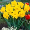 Narcissus King Alfred 12-14cm Daffodil King Alfred -Plant Flower Store Narcissi King Alfred 0000258 2 39120.1638539047