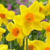 Narcissus Kinglet 10-12cm Daffodil Kinglet 1 Narcissus Kinglet 10-12cm Daffodil Kinglet -Plant Flower Store Narcissi Kinglet 0007841 35662.1628772075