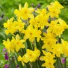 Narcissus Lemon Sailboat 10-12cm Daffodil Lemon Sailboat -Plant Flower Store Narcissi Lemon Sailboat 10 12cm 0009247 61024.1655192725