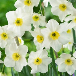 Narcissus Lieke 10-12cm Daffodil Lieke -Plant Flower Store Narcissi Lieke 0008325 2 64448.1694161674