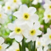 Narcissus Lieke 10-12cm Daffodil Lieke -Plant Flower Store Narcissi Lieke 0008325 3 35157.1694161675