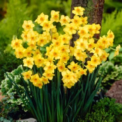 Narcissus Martinette 8/10cm Daffodil Martinette -Plant Flower Store Narcissi Martinette 8 10cm 0010023 2 47198.1624538607