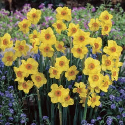 Narcissus Martinette 8/10cm Daffodil Martinette -Plant Flower Store Narcissi Martinette 8 10cm 0010023 3 27989.1624538607