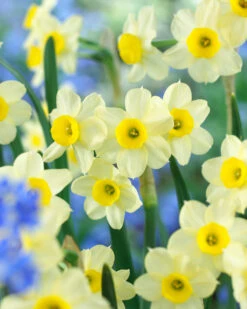 Narcissus Minnow 10-12cm Daffodil Minnow -Plant Flower Store Narcissi Minnow 0000203 2 70050.1623343174