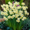 Narcissus Minnow 10-12cm Daffodil Minnow -Plant Flower Store Narcissi Minnow 0000203 82225.1628843112