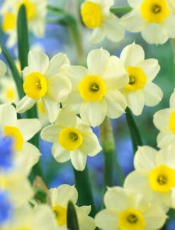 Narcissus Minnow 8-10cm Daffodil Minnow 6 Narcissus Minnow 8-10cm Daffodil Minnow -Plant Flower Store Narcissi Minnow 8 10cm 0007938 2 04161.1623343760