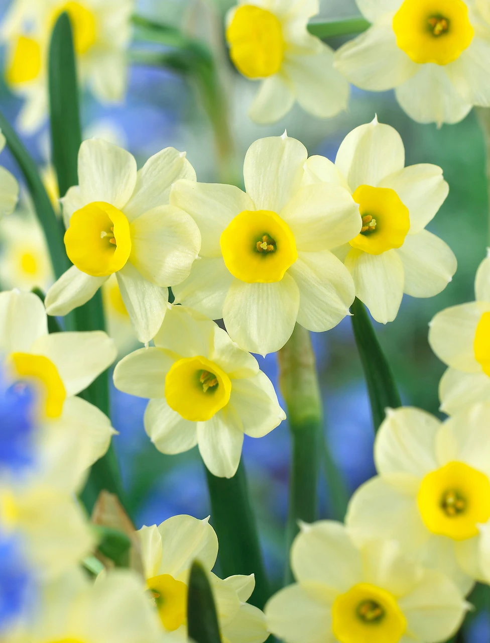 Narcissus Minnow 8-10cm Daffodil Minnow 4 Narcissus Minnow 8-10cm Daffodil Minnow - Image 2