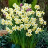Narcissus Minnow 8-10cm Daffodil Minnow -Plant Flower Store Narcissi Minnow 8 10cm 0007938 2 07186.1655131840