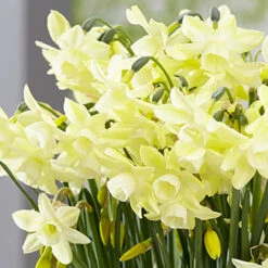 Narcissus Moonlight Sensation 10/12cm Daffodil Moonlight Sensation -Plant Flower Store Narcissi Moonlight Sensation 0013554 2 39213.1655194592