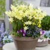 Narcissus Moonlight Sensation 10/12cm Daffodil Moonlight Sensation -Plant Flower Store Narcissi Moonlight Sensation 0013554 05462.1624540112