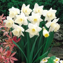 Narcissus Mount Hood 12-14cm Daffodil Mount Hood