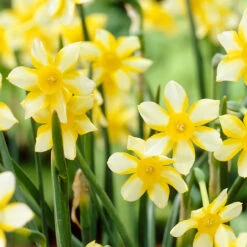 Narcissus New Baby 8-10cm Daffodil New Baby -Plant Flower Store Narcissi New Baby 0010458 2 01570.1655192945
