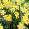 Narcissus New Baby 8-10cm Daffodil New Baby -Plant Flower Store Narcissi New Baby 0010458 76607.1655192944