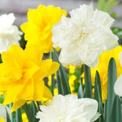 Narcissus Obdam 12-14cm Daffodil Obdam 6 Narcissus Obdam 12-14cm Daffodil Obdam -Plant Flower Store Narcissi Obdam 0000148 3 24758.1655197272