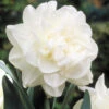 Narcissus Obdam 12-14cm Daffodil Obdam -Plant Flower Store Narcissi Obdam 0000148 47965.1655197271
