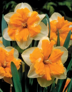Narcissus Orangery 12-14cm Daffodil Orangery -Plant Flower Store Narcissi Orangery 0000220 2 35702.1623343195