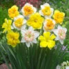 Narcissus Butterfly Mixed 12/14cm Orchid Daffodils Mixed -Plant Flower Store Narcissi Orchid Mixed 0005906 2 72721.1638539739
