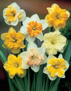 Narcissus Butterfly Mixed 12/14cm Orchid Daffodils Mixed -Plant Flower Store Narcissi Orchid Mixed 12 14cm 0005906 3 49596.1638539739