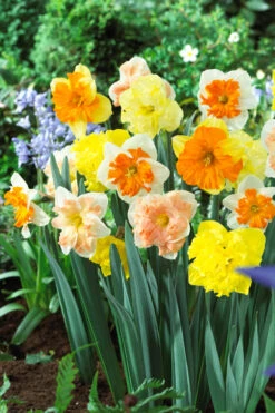 Narcissus Butterfly Mixed 12/14cm Orchid Daffodils Mixed -Plant Flower Store Narcissi Orchid Mixed 12 14cm 0005906 91969.1638539739