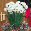 Narcissus Paperwhite 12/14cm Daffodil Paperwhite -Plant Flower Store Narcissi Paperwhite 0013674 2 06718.1638537717