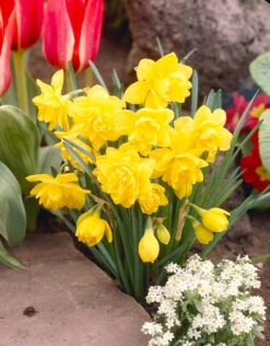 Narcissus Pencrebar 10/12cm Daffodil Jonquilla Pencrebar -Plant Flower Store Narcissi Pencrebar Jonquilla 10 12cm 0003886 3 01155.1623343559