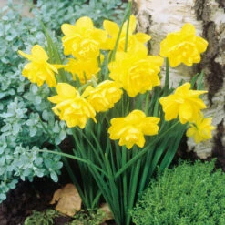 Narcissus Pencrebar 10/12cm Daffodil Jonquilla Pencrebar -Plant Flower Store Narcissi Pencrebar Jonquilla 10 12cm 0003886 4 45323.1655131543