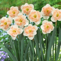 Narcissus Pink Wonder 12/14cm Daffodil Pink Wonder