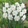 Narcissus Piper's End 12/14cm Daffodil Piper's End 1 Narcissus Piper's End 12/14cm Daffodil Piper's End -Plant Flower Store Narcissi Pipers End 12 14cm 0008336 73940.1655193921