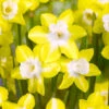 Narcissus Pipit (Jonquilla) 10-12cm Daffodil Jonquilla Pipit -Plant Flower Store Narcissi Pipit 0000190 92502.1629198401