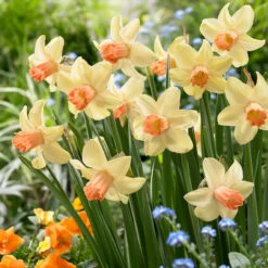 Narcissus Prototype Daffodil Prototype