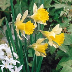 Narcissus Pseudo Lobularis Daffodil Pseudo Lobularis