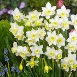 Narcissus Pueblo 8/10cm Daffodil Pueblo 6 Narcissus Pueblo 8/10cm Daffodil Pueblo -Plant Flower Store Narcissi Pueblo 8 10cm 0007939 2 04222.1639992848