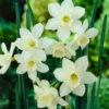 Narcissus Pueblo 8/10cm Daffodil Pueblo -Plant Flower Store Narcissi Pueblo 8 10cm 0007939 02996.1639992847
