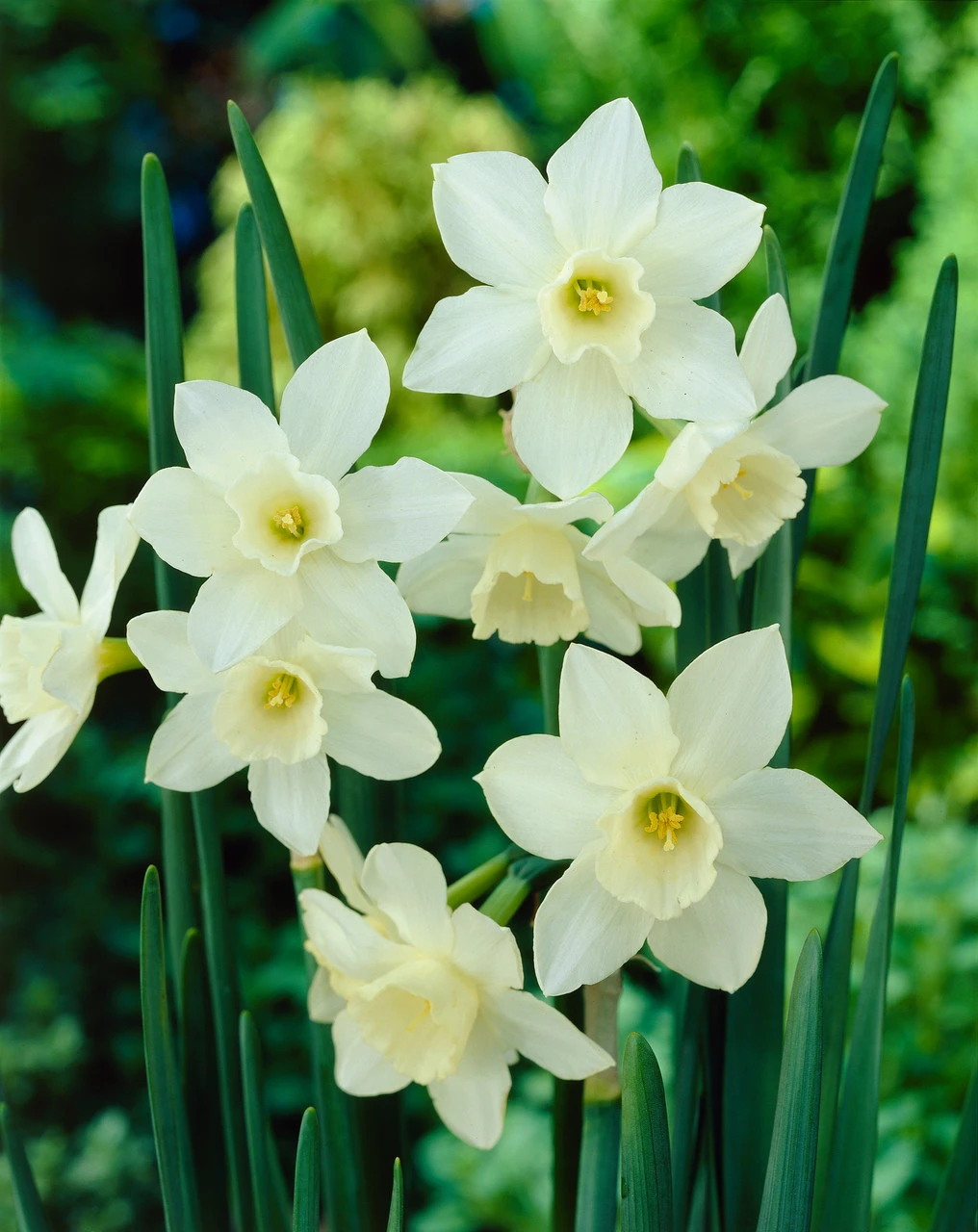 Narcissus Pueblo 8/10cm Daffodil Pueblo 3 Narcissus Pueblo 8/10cm Daffodil Pueblo